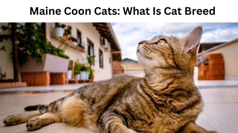 Maine Coon Cats: What Is Cat Breed