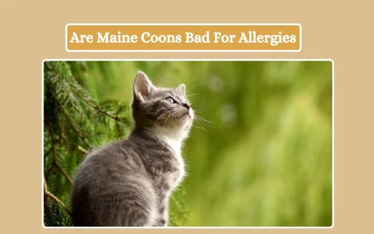 Are Maine Coons Bad For Allergies