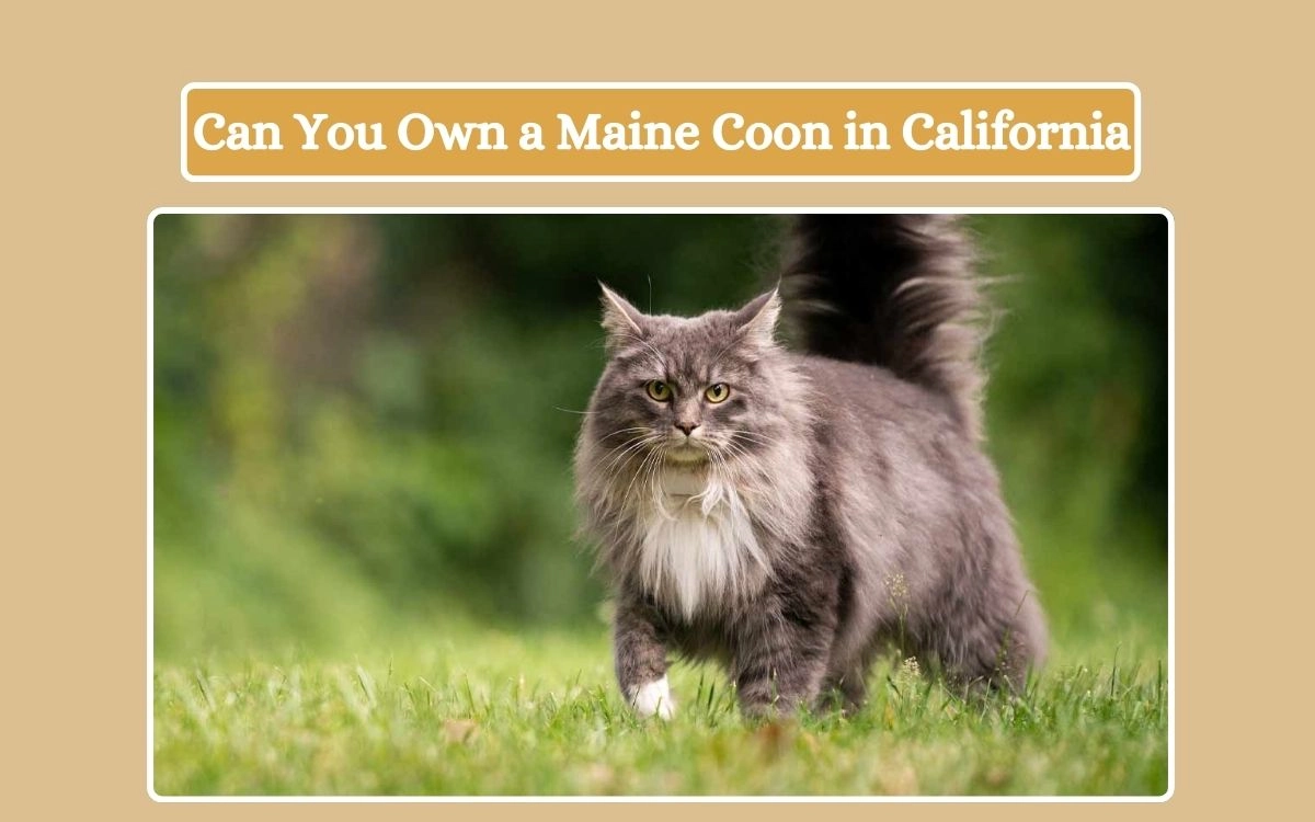 Can You Own a Maine Coon in California