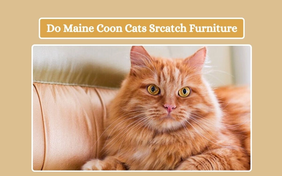 Do Maine Coon Cats Srcatch Furniture