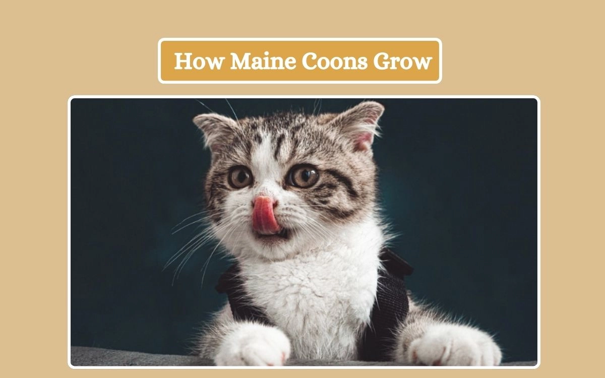 How Maine Coons Grow