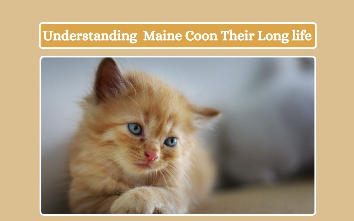 Understanding Maine Coon Their Long life