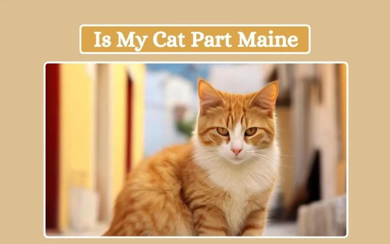 Is My Cat Part Maine