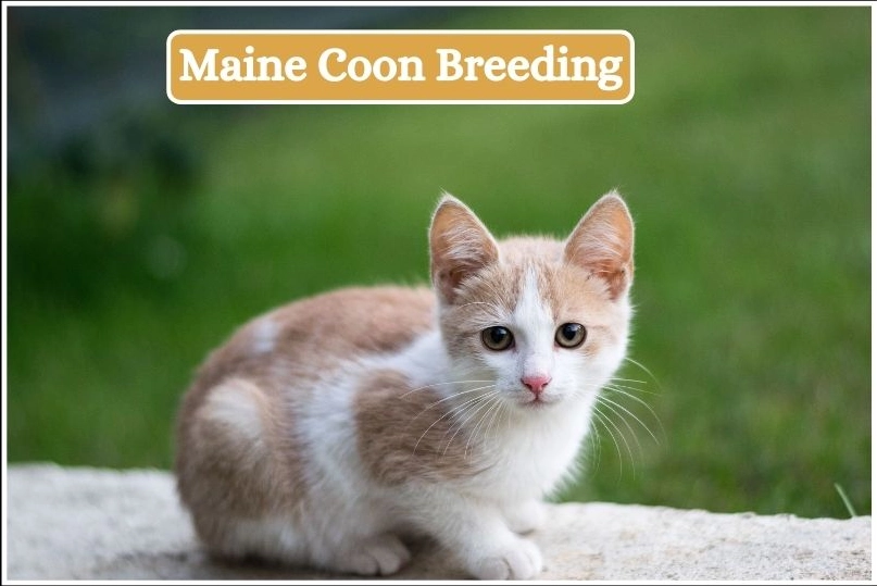 Maine Coon Breeding