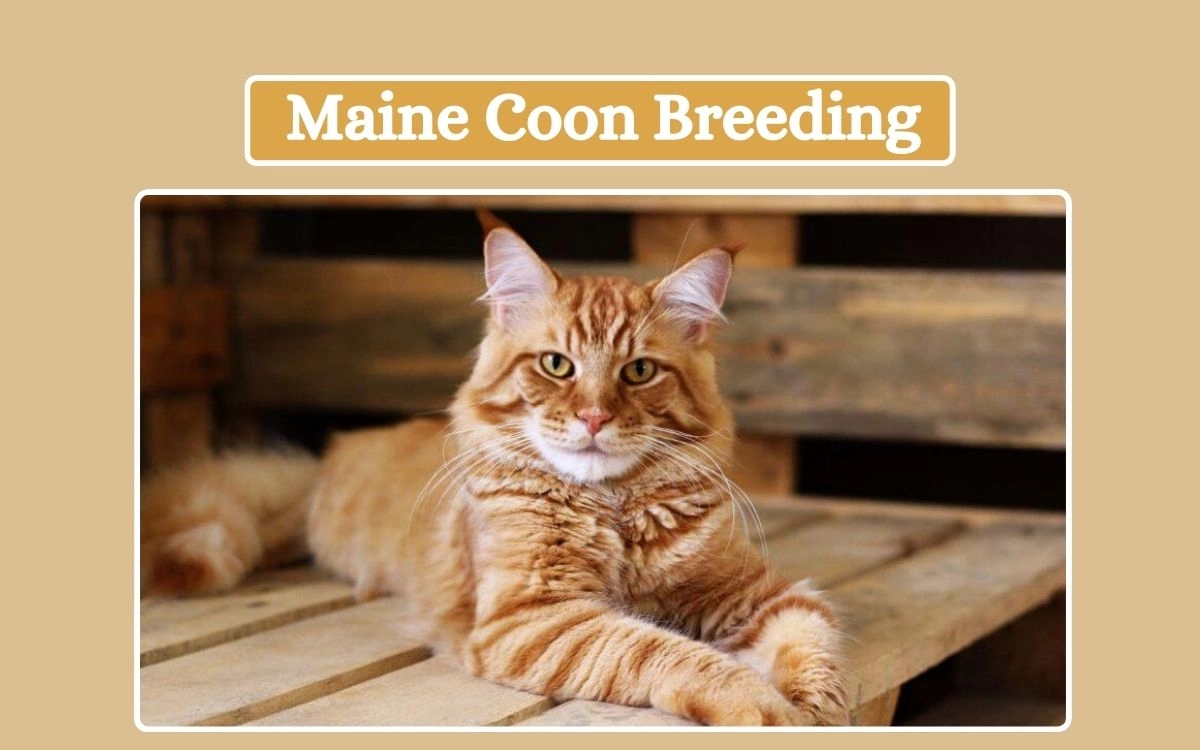 Maine Coon Breeding