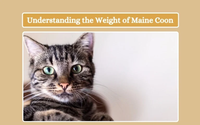 Understanding the Weight of Maine Coon Cats