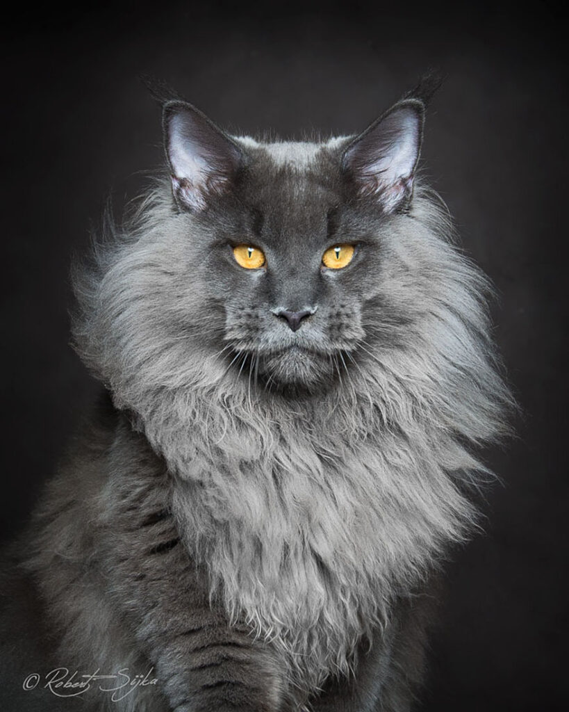 maine-coon