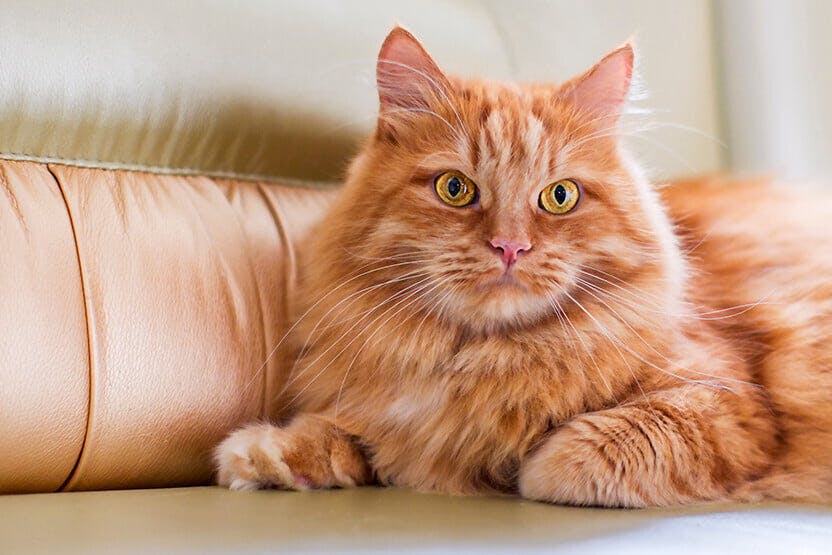 DO MAINE COON CATS SRCATCH FURNITURE