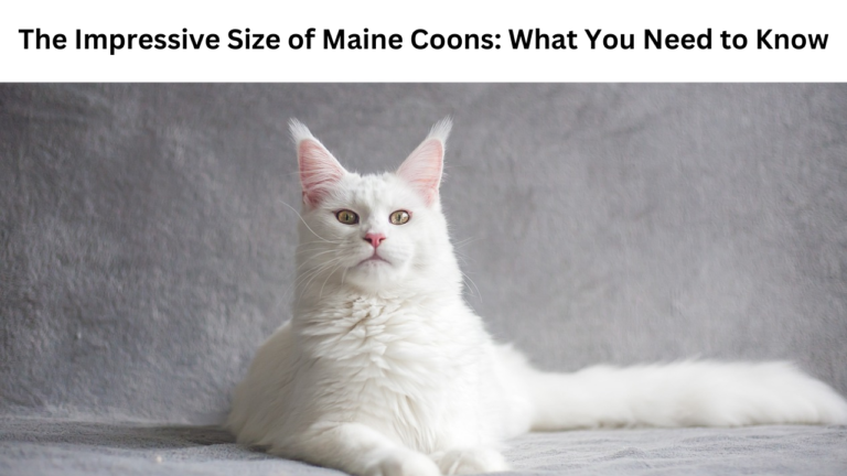 why are maine coons so big