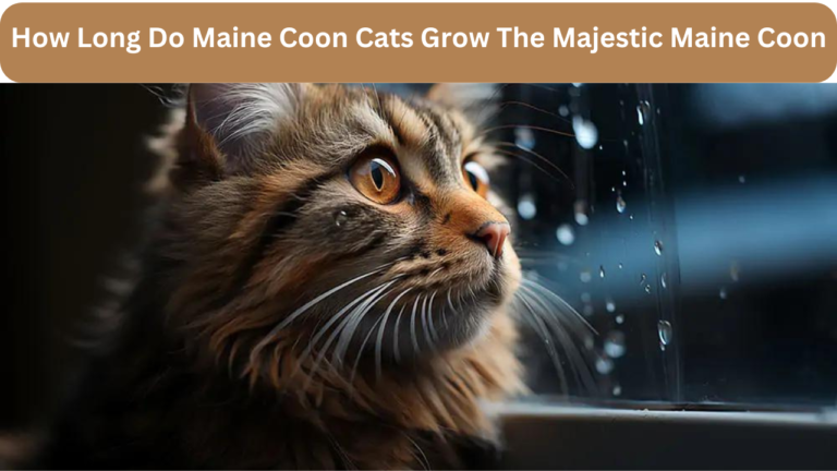 The Majestic Maine Coon: A Complete Guide of Its Growth and Development