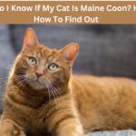 how do i know if my cat is maine coon