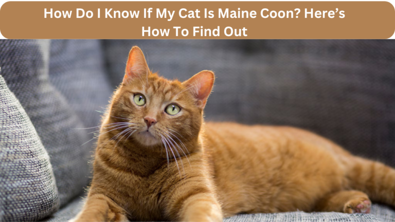 how do i know if my cat is maine coon