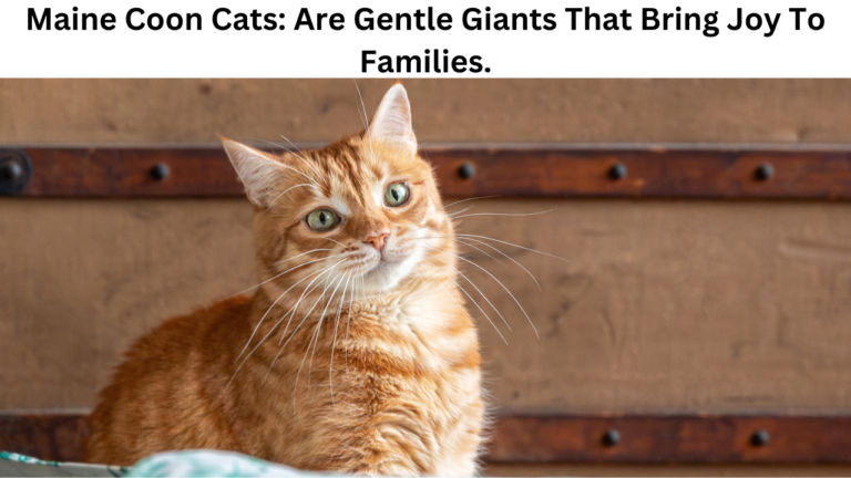 Maine Coon Cats: Are Gentle Giants That Bring Joy To Families.