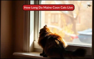 How Long Do Maine Coon Cats Live