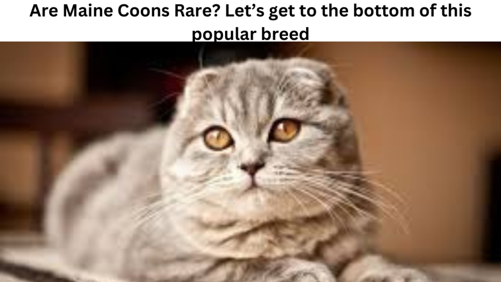 Are Maine Coons Rare