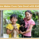 Are Maine Coon Cats Good with Kids