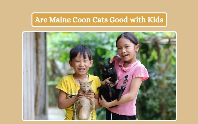 Are Maine Coon Cats Good with Kids