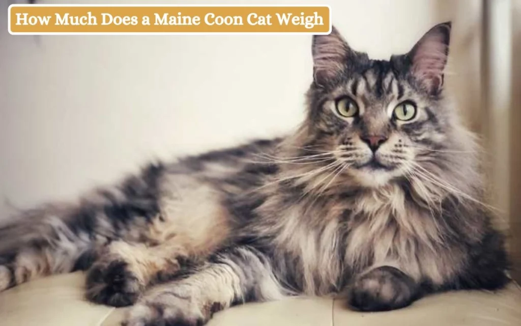 How Much Does a Maine Coon Cat Weigh_