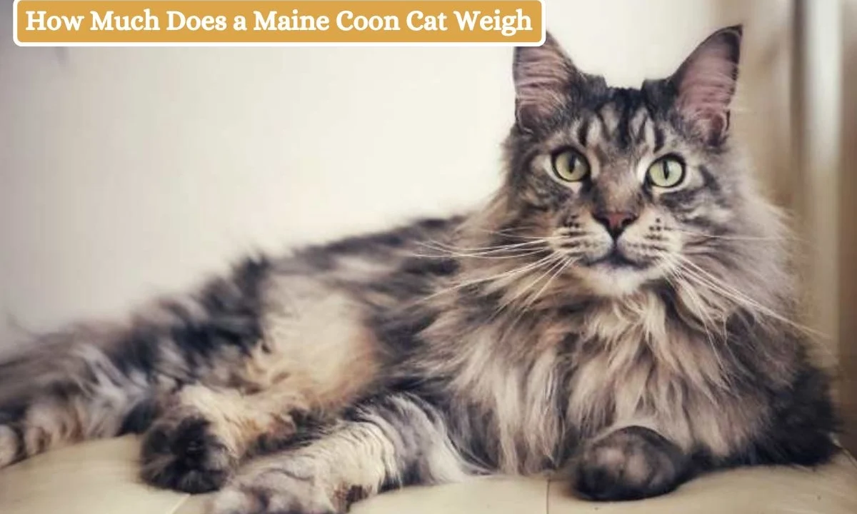 How Much Does a Maine Coon Cat Weigh_