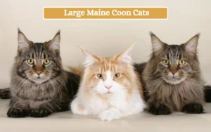 Large Maine Coon Cats