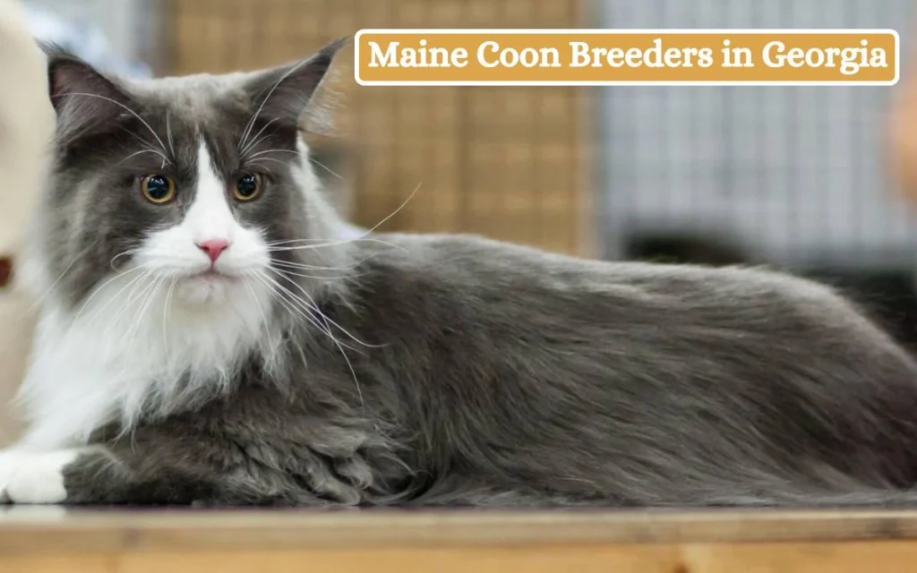 Maine Coon Breeders in Georgia