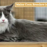 Maine Coon Breeders in Georgia