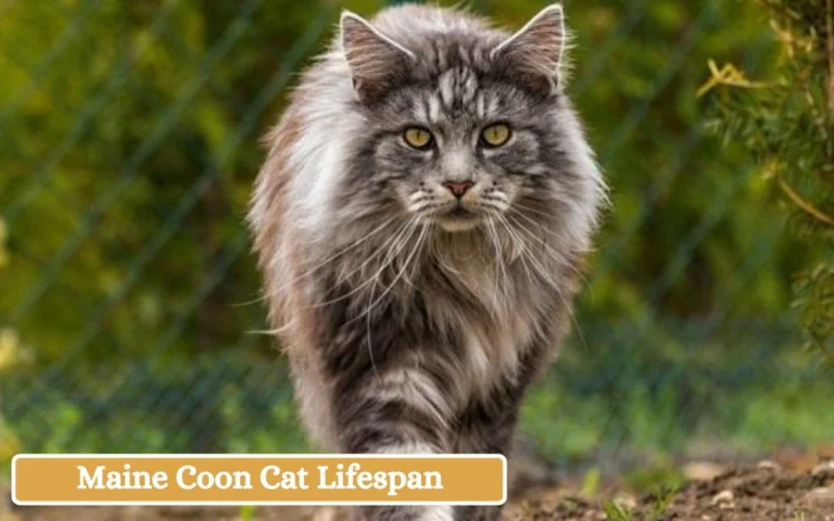 Maine Coon Cat Lifespan