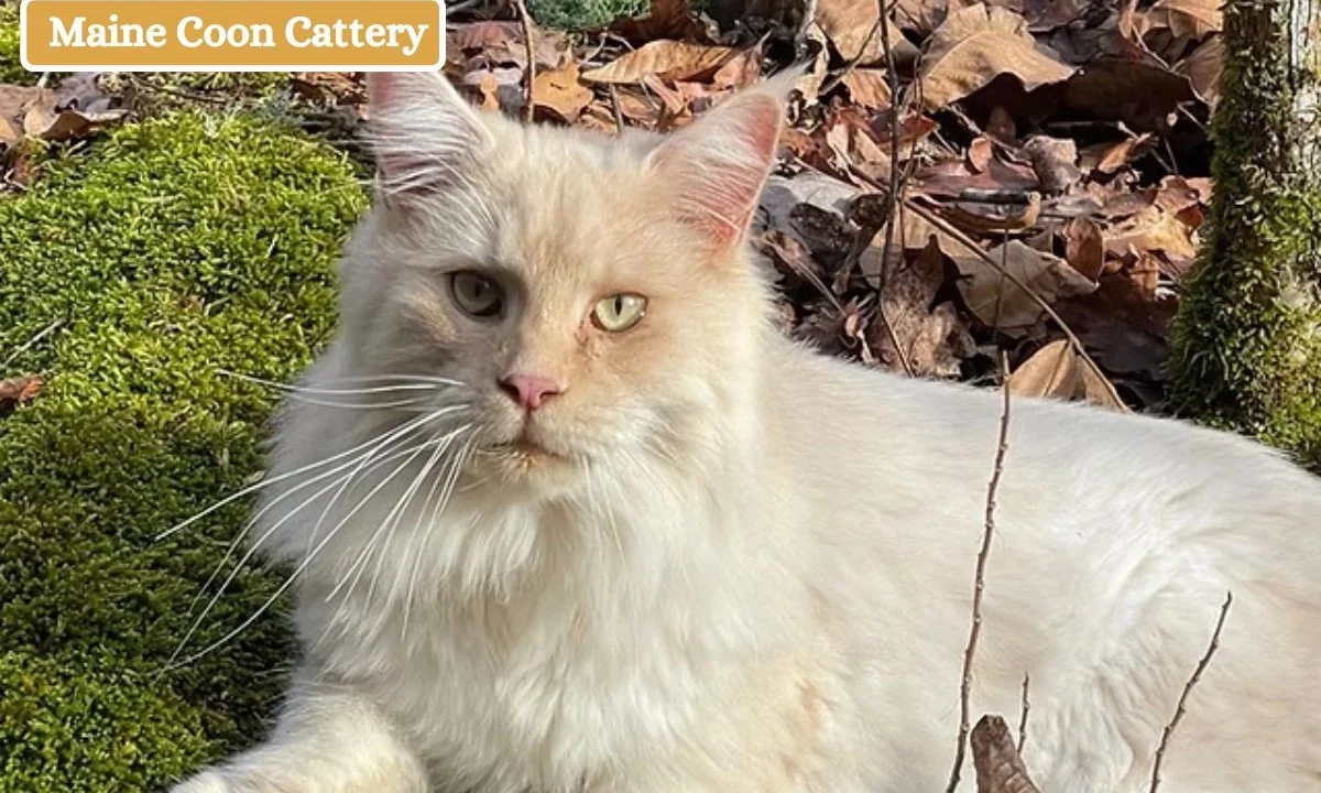 Maine Coon Cattery