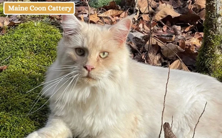 Maine Coon Cattery