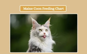 Maine Coon Feeding Chart