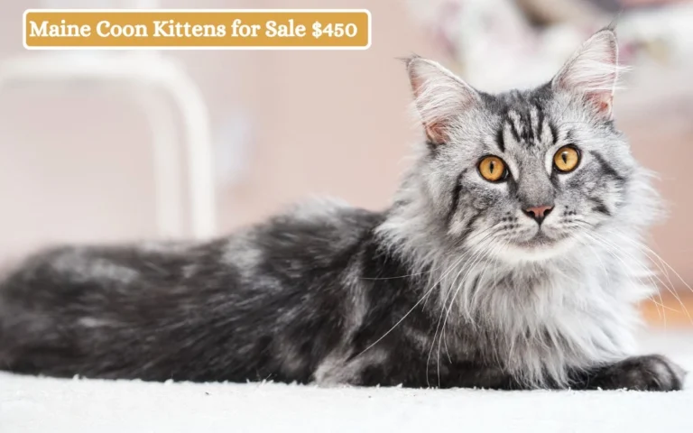 Maine Coon Kittens for Sale $450