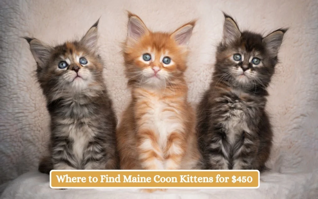 Where to Find Maine Coon Kittens for $450